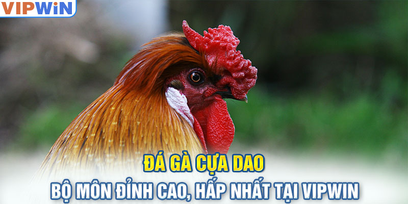 Đá Gà Cựa Dao - Bộ Môn Đỉnh Cao, Hấp Nhất Tại VIPwin